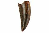 Serrated, Raptor Tooth - Real Dinosaur Tooth #144638-1